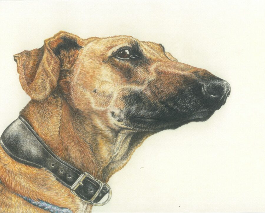 quality dog art print quality dog art print